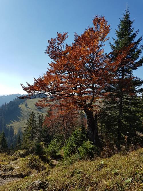 20181013_123352.jpg 20181013_123352.jpg