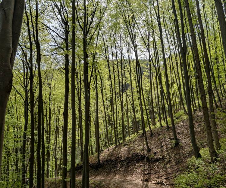 pxl_20250421_092130098.mp.jpg pxl_20250421_092130098.mp.jpg