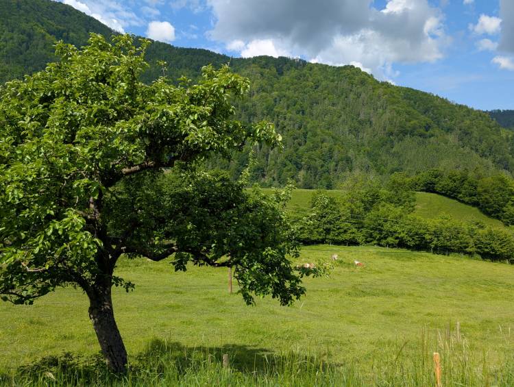 pxl_20250521_085520575.jpg pxl_20250521_085520575.jpg