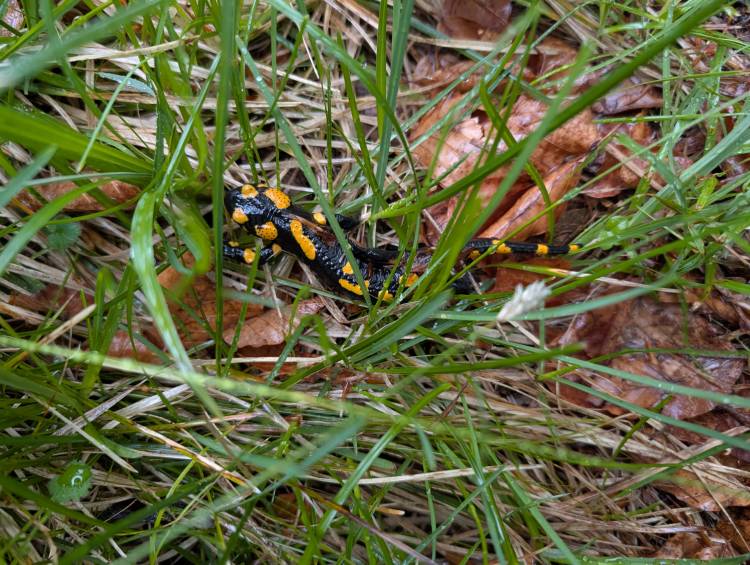 pxl_20250522_060338113.mp.jpg pxl_20250522_060338113.mp.jpg