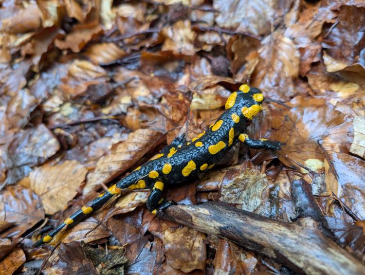 pxl_20250522_065512371.jpg pxl_20250522_065512371.jpg