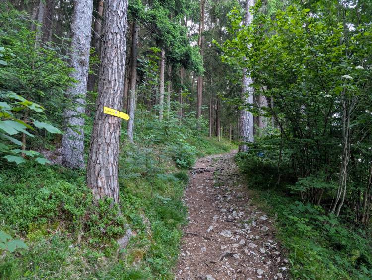 pxl_20250613_055424665.mp.jpg pxl_20250613_055424665.mp.jpg