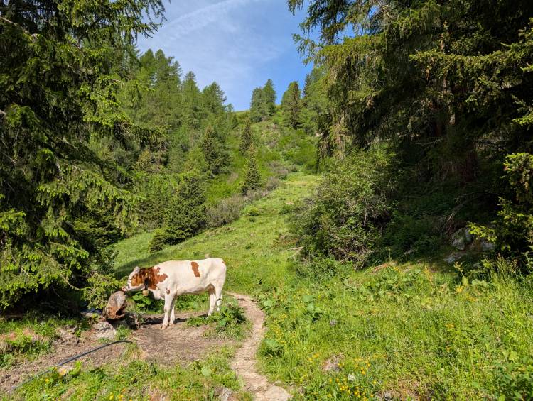 pxl_20250618_064517838.jpg pxl_20250618_064517838.jpg