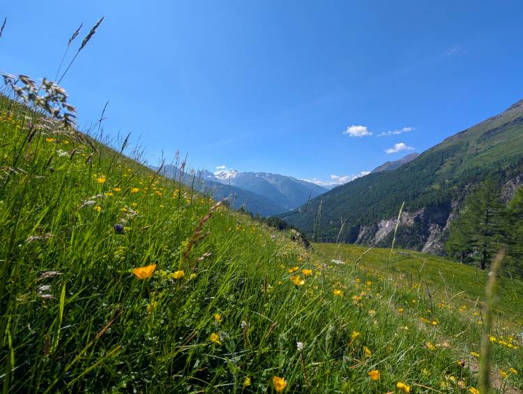 pxl_20250619_083646277.jpg pxl_20250619_083646277.jpg