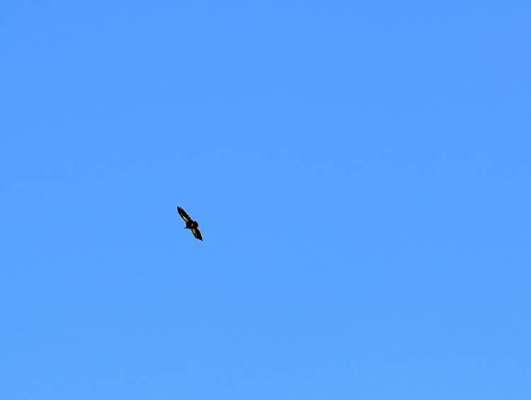 pxl_20250620_074806850.jpg pxl_20250620_074806850.jpg