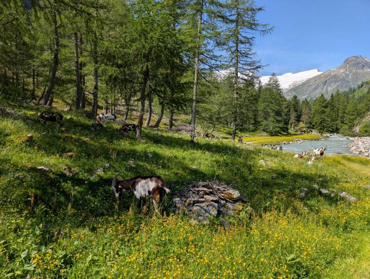 pxl_20250621_085214209.jpg pxl_20250621_085214209.jpg