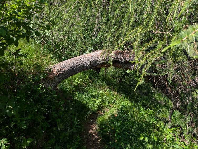 pxl_20250622_132423182.jpg pxl_20250622_132423182.jpg