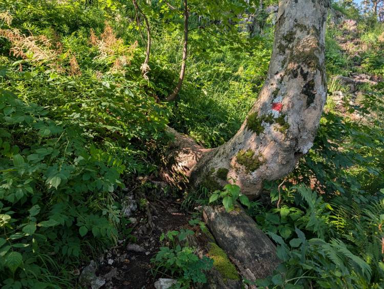 pxl_20250705_062305366.jpg pxl_20250705_062305366.jpg