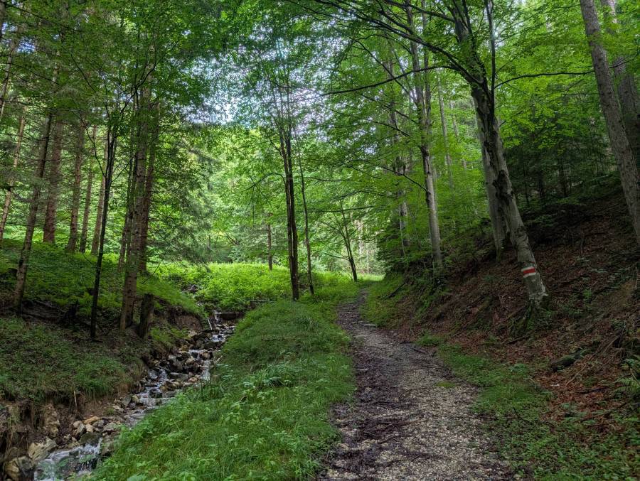 pxl_20250712_061002497.mp.jpg pxl_20250712_061002497.mp.jpg