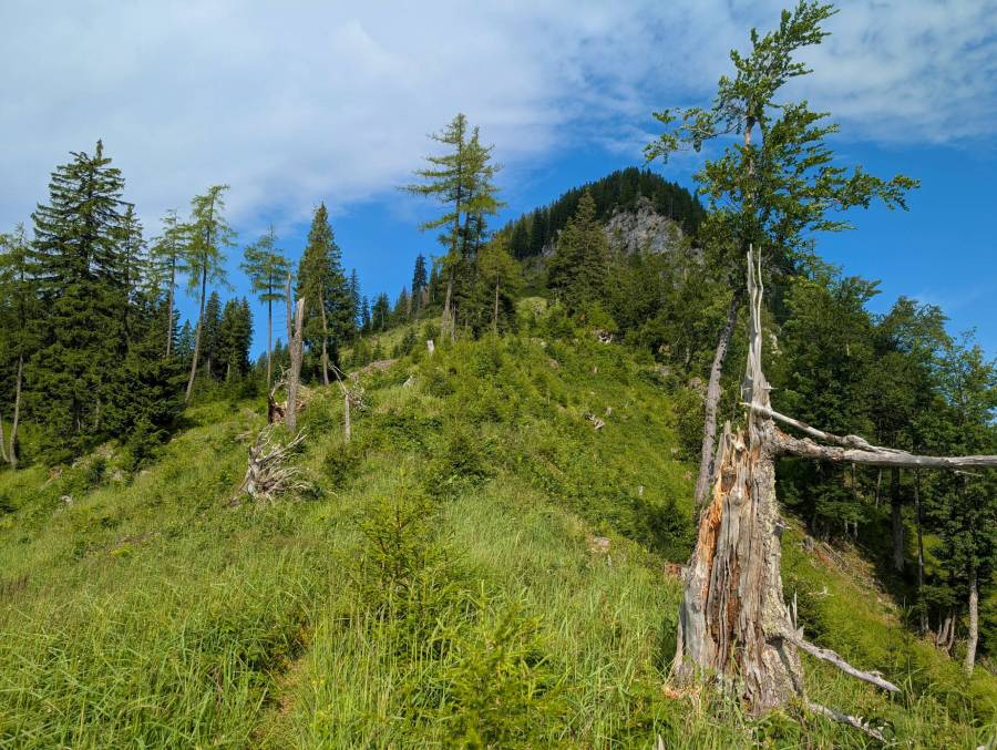 pxl_20250712_073017533.mp.jpg pxl_20250712_073017533.mp.jpg