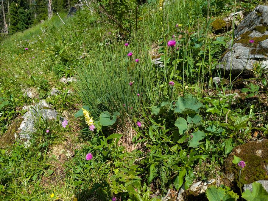 pxl_20250712_074804900.jpg pxl_20250712_074804900.jpg