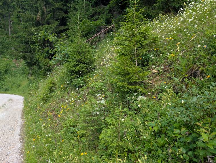 pxl_20250712_091354234.jpg pxl_20250712_091354234.jpg