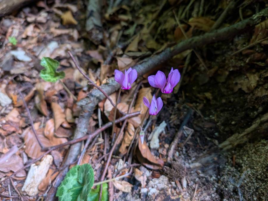 pxl_20250830_062353263.jpg pxl_20250830_062353263.jpg