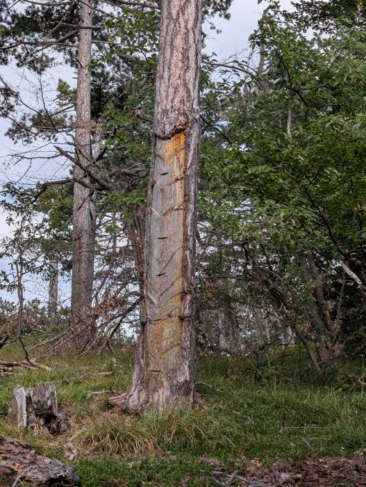 pxl_20250830_071555673.jpg pxl_20250830_071555673.jpg