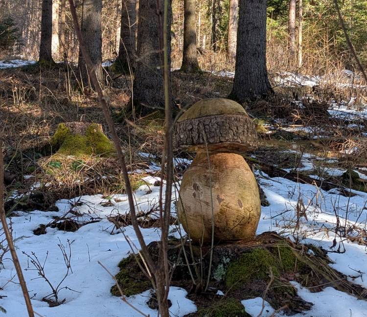 pxl_20260228_094647881.jpg pxl_20260228_094647881.jpg