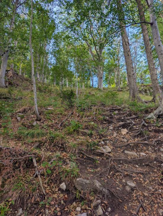 pxl_20260824_073342173.jpg pxl_20260824_073342173.jpg