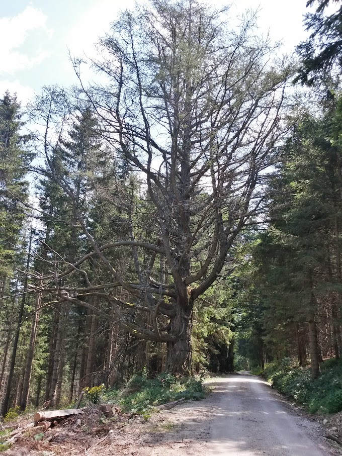 lh4.googleusercontent.com_-pseihdzim44_vcyftfmxm8i_aaaaaaaanhy_f3go6_qcnvq_w680-h907-no_20150808_123738_richtone_2528hdr_2529.jpg lh4.googleusercontent.com_-pseihdzim44_vcyftfmxm8i_aaaaaaaanhy_f3go6_qcnvq_w680-h907-no_20150808_123738_richtone_2528hdr_2529.jpg