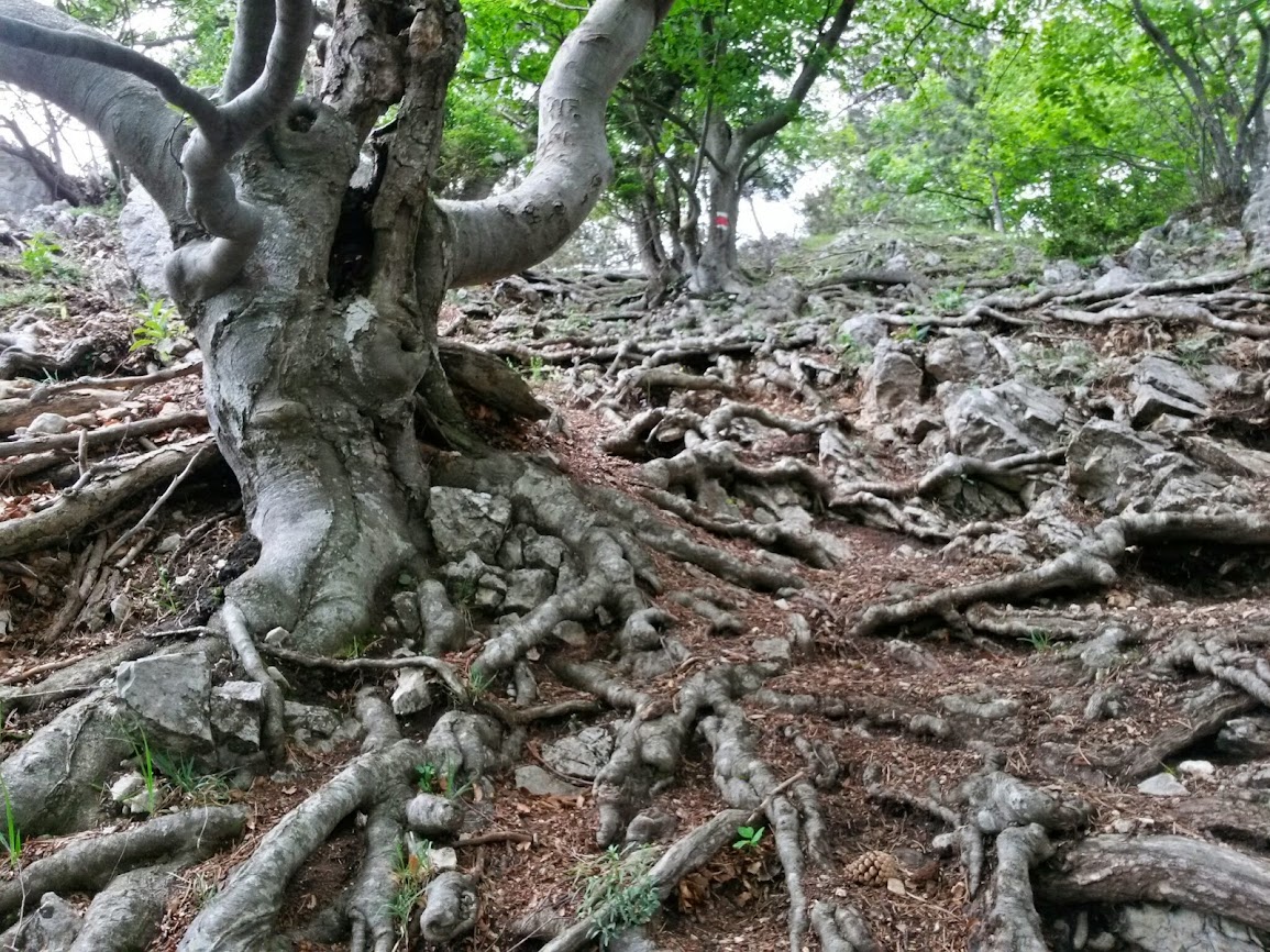 lh3.googleusercontent.com_-p0yrks5vhyi_u4cictby9si_aaaaaaaaygc_h03i0sjgeui_w1155-h866-no_20140529_115613_richtone_2528hdr_2529.jpg lh3.googleusercontent.com_-p0yrks5vhyi_u4cictby9si_aaaaaaaaygc_h03i0sjgeui_w1155-h866-no_20140529_115613_richtone_2528hdr_2529.jpg