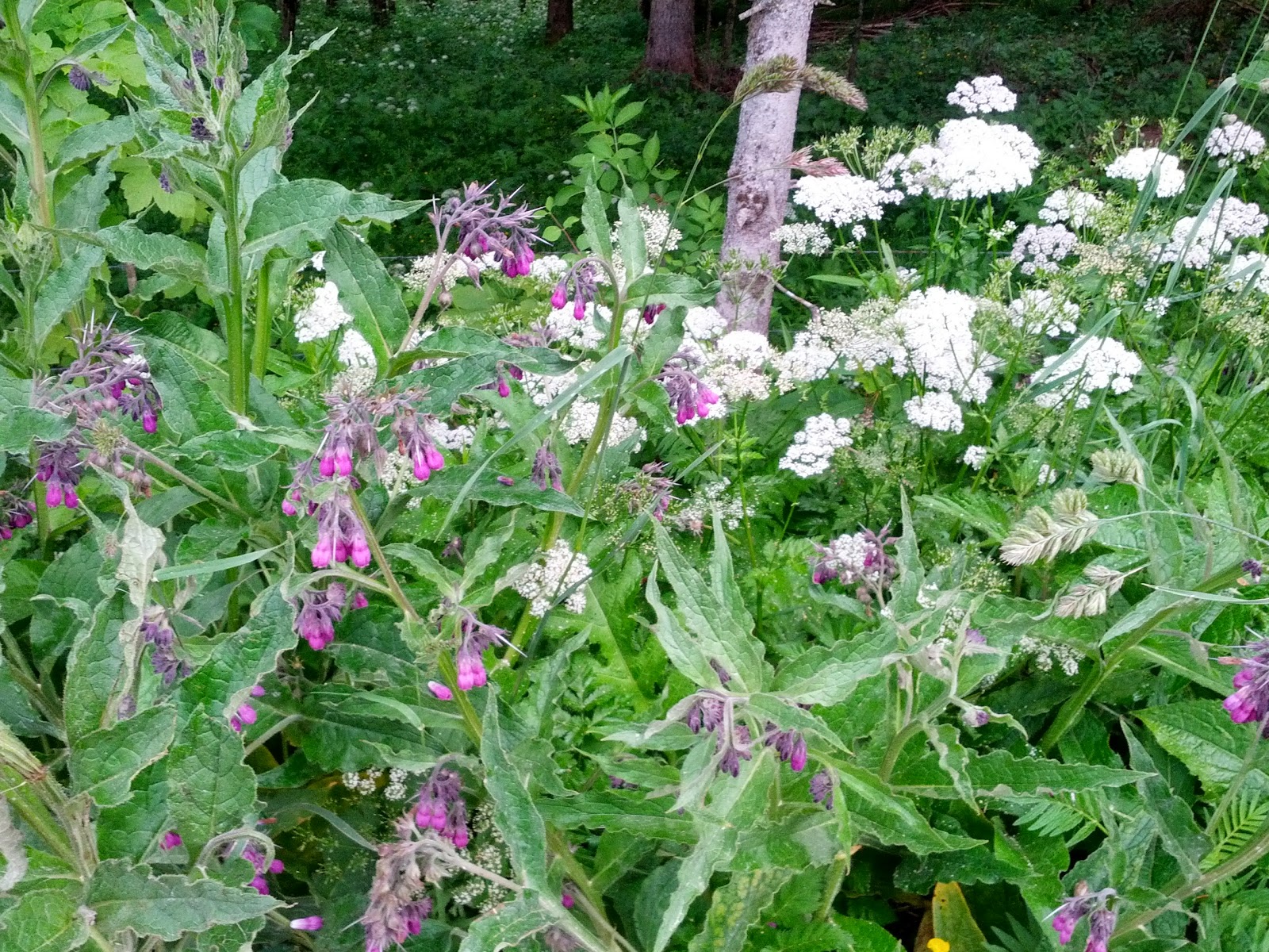 lh3.googleusercontent.com_-wcahzilsgbc_ubx1iil6ari_aaaaaaaanlg_vmiu1gitygw_w1600-h1200-no_img_20130615_074954.jpg lh3.googleusercontent.com_-wcahzilsgbc_ubx1iil6ari_aaaaaaaanlg_vmiu1gitygw_w1600-h1200-no_img_20130615_074954.jpg