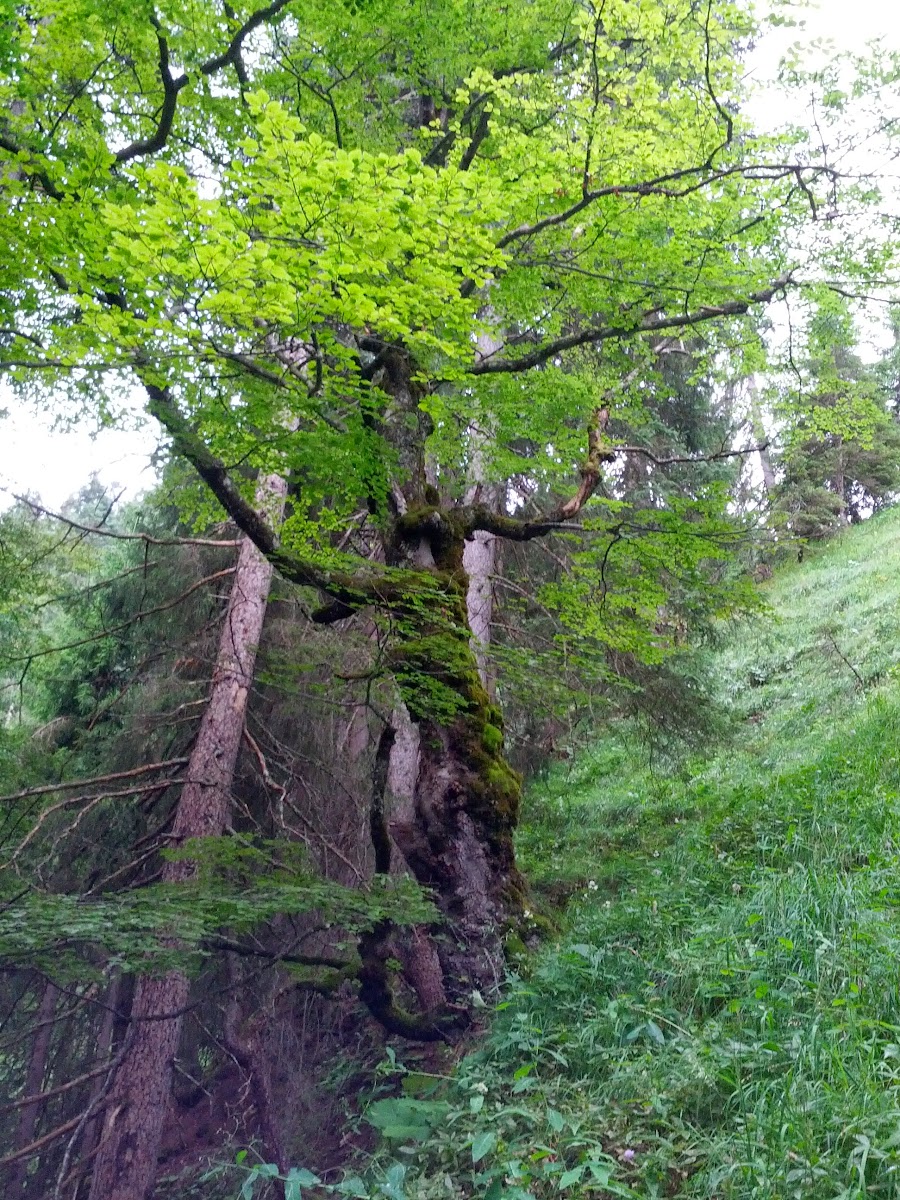 lh6.googleusercontent.com_-oe8tbqxcgo4_ufepxb-zdxi_aaaaaaaao7c_eu4ziqs9yw8_w900-h1200-no_img_20130730_094603.jpg lh6.googleusercontent.com_-oe8tbqxcgo4_ufepxb-zdxi_aaaaaaaao7c_eu4ziqs9yw8_w900-h1200-no_img_20130730_094603.jpg