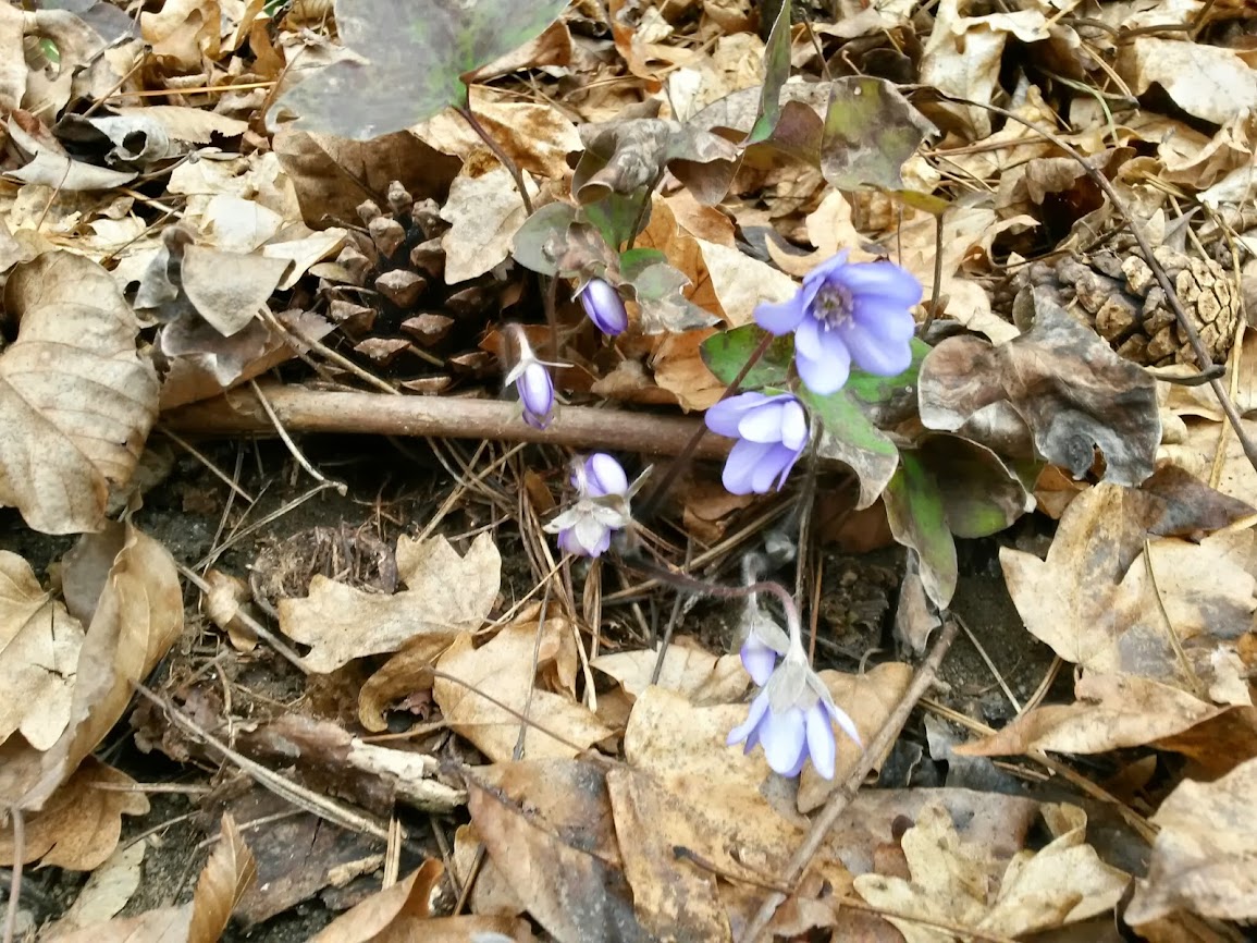 lh5.googleusercontent.com_-efqfp5x5vhk_uwjfknyjcmi_aaaaaaaavci_vnpas-eg0my_w1155-h866-no_20140222_145840_richtone_2528hdr_2529.jpg lh5.googleusercontent.com_-efqfp5x5vhk_uwjfknyjcmi_aaaaaaaavci_vnpas-eg0my_w1155-h866-no_20140222_145840_richtone_2528hdr_2529.jpg