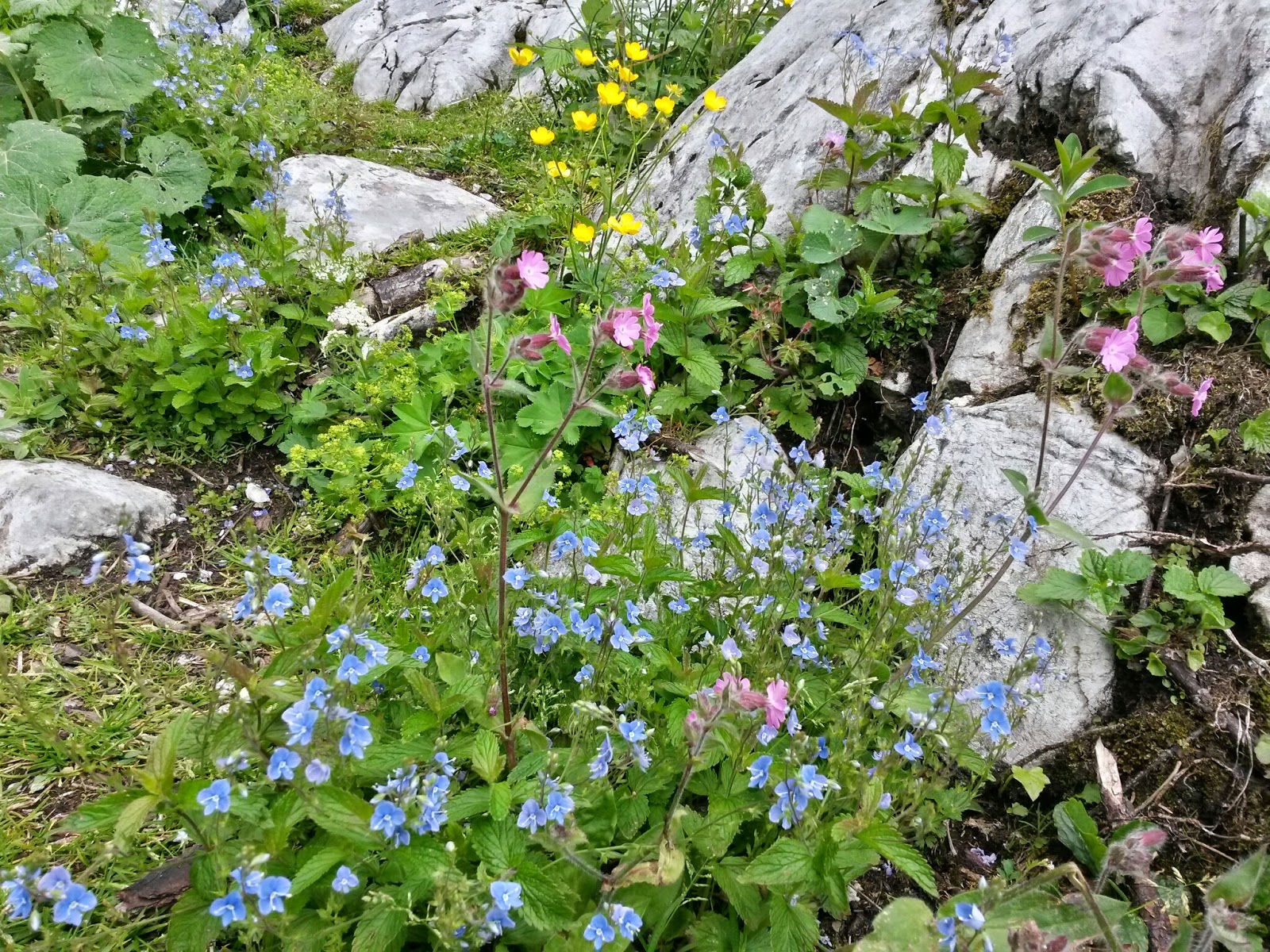 lh4.googleusercontent.com_-9pyopm3p5uo_u6hqqvt9gji_aaaaaaaaaa4_wgkq5tfgkrs_w1600-h1200-no_20140618_142732_richtone_2528hdr_2529.jpg lh4.googleusercontent.com_-9pyopm3p5uo_u6hqqvt9gji_aaaaaaaaaa4_wgkq5tfgkrs_w1600-h1200-no_20140618_142732_richtone_2528hdr_2529.jpg