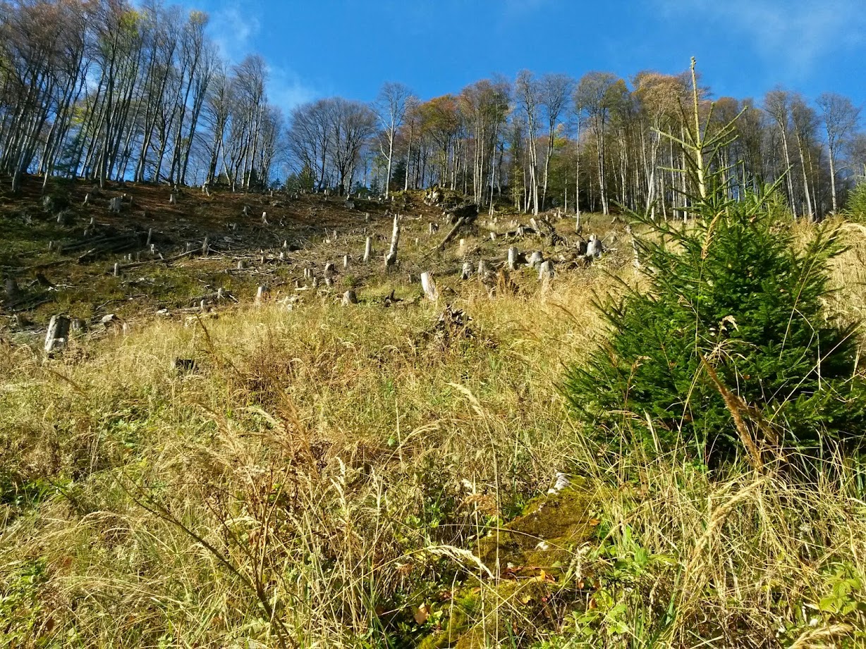 lh4.googleusercontent.com_-53pru8xpagu_vejxebxjrwi_aaaaaaaaeny_ciml53lyzsu_w1228-h921-no_20141018_103023_richtone_28hdr_29.jpg lh4.googleusercontent.com_-53pru8xpagu_vejxebxjrwi_aaaaaaaaeny_ciml53lyzsu_w1228-h921-no_20141018_103023_richtone_28hdr_29.jpg