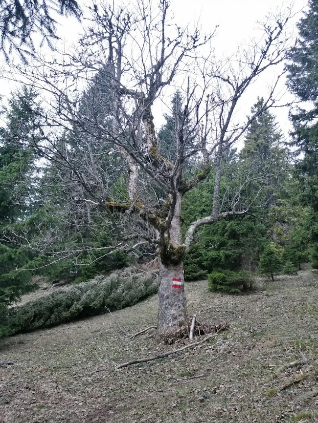 lh3.googleusercontent.com_-l9pca2emy6o_uz_jyyacxmi_aaaaaaaawvg_ogotpuuniaa_w650-h866-no_20140405_102506_richtone_2528hdr_2529.jpg lh3.googleusercontent.com_-l9pca2emy6o_uz_jyyacxmi_aaaaaaaawvg_ogotpuuniaa_w650-h866-no_20140405_102506_richtone_2528hdr_2529.jpg