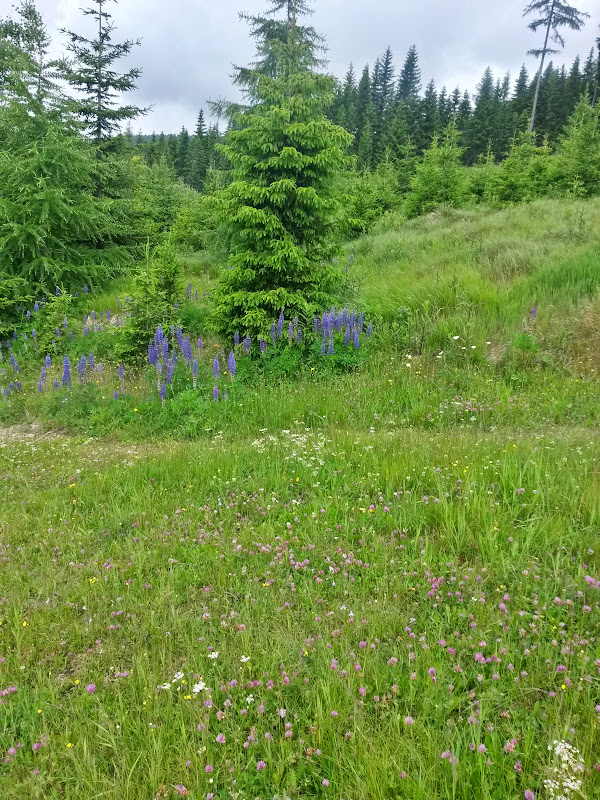 lh3.googleusercontent.com_-wpq8joagoca_vyvfcfkv_2i_aaaaaaaak6u_6yscx08xn7o_w600-h800-no_20150620_103710_richtone_2528hdr_2529.jpg lh3.googleusercontent.com_-wpq8joagoca_vyvfcfkv_2i_aaaaaaaak6u_6yscx08xn7o_w600-h800-no_20150620_103710_richtone_2528hdr_2529.jpg