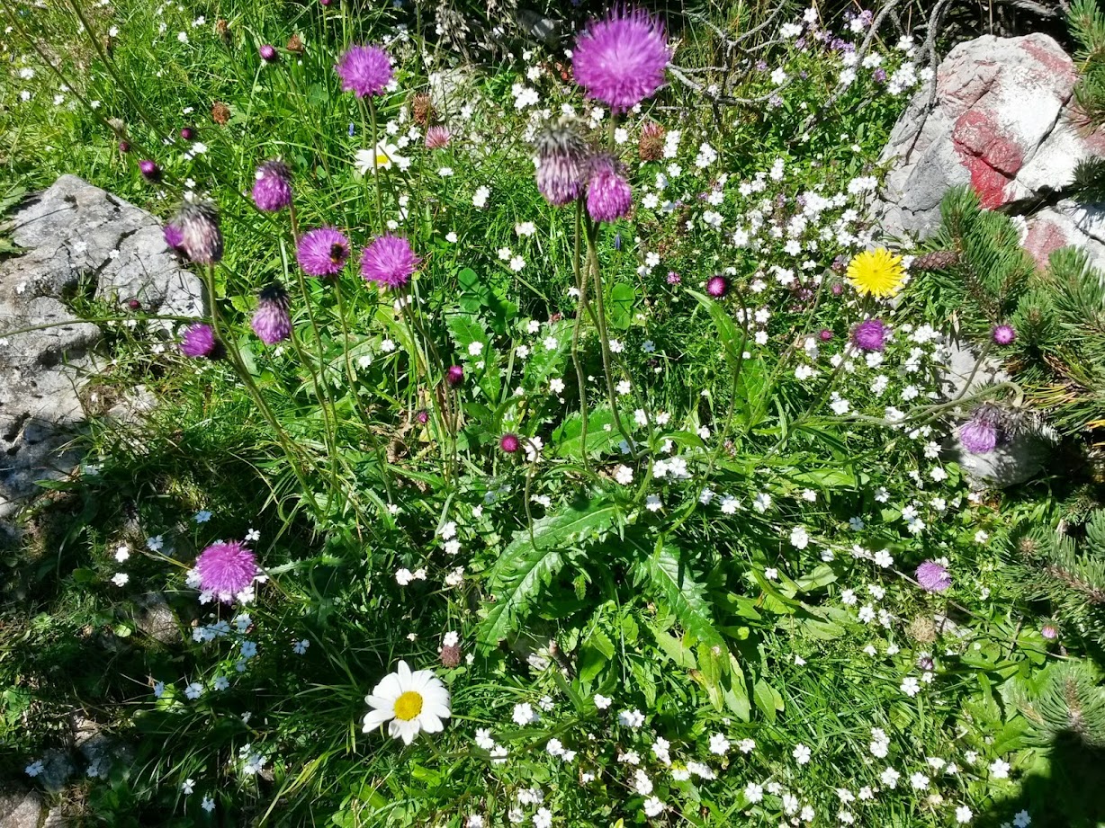 lh6.googleusercontent.com_-9cdtuzqpgme_u-zvibywz0i_aaaaaaaab00_twfs7u1tsts_w1228-h921-no_20140809_101309_richtone_28hdr_29.jpg lh6.googleusercontent.com_-9cdtuzqpgme_u-zvibywz0i_aaaaaaaab00_twfs7u1tsts_w1228-h921-no_20140809_101309_richtone_28hdr_29.jpg