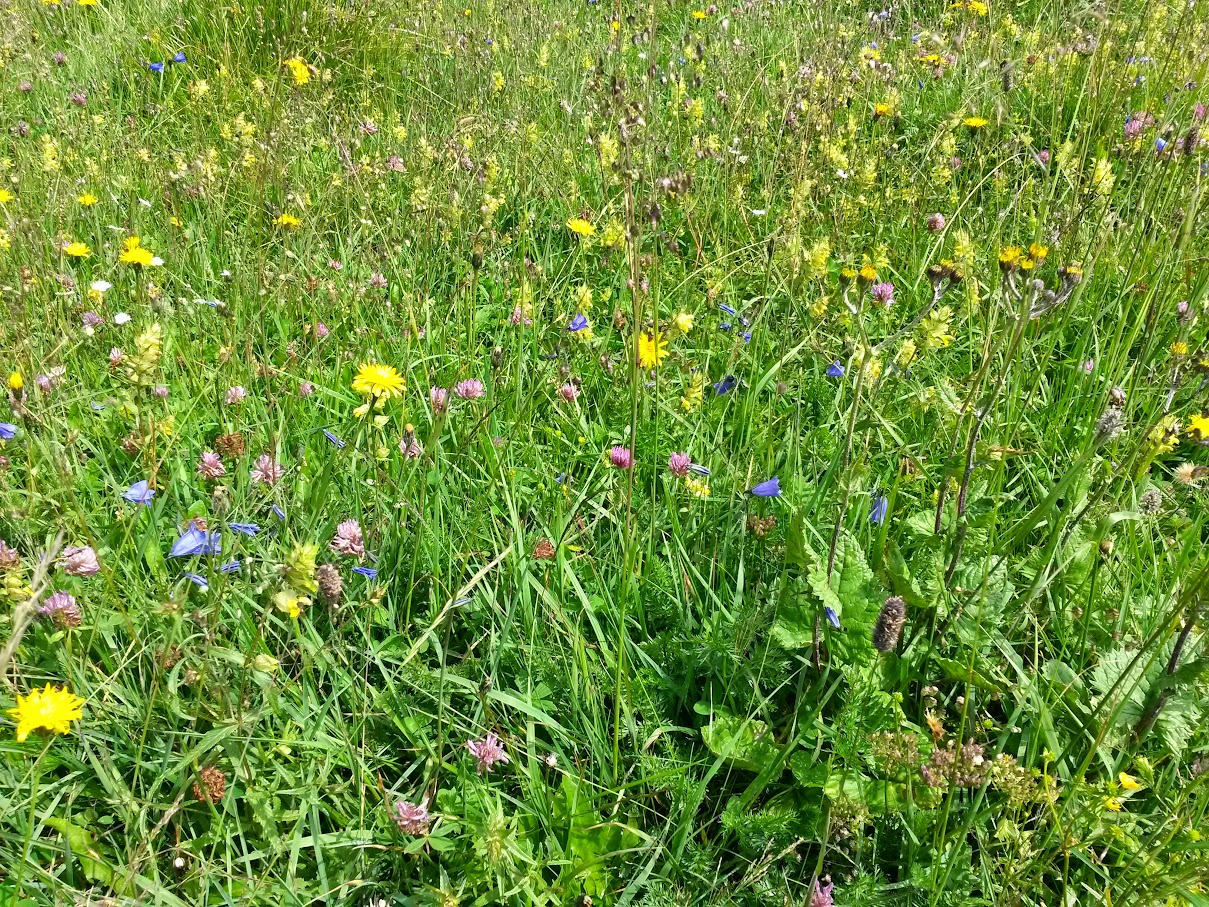 lh4.googleusercontent.com_-niioxusw-ts_vaqcannasei_aaaaaaaamva_e9y7gvjmfvo_w1209-h907-no_20150718_111801_richtone_2528hdr_2529.jpg lh4.googleusercontent.com_-niioxusw-ts_vaqcannasei_aaaaaaaamva_e9y7gvjmfvo_w1209-h907-no_20150718_111801_richtone_2528hdr_2529.jpg