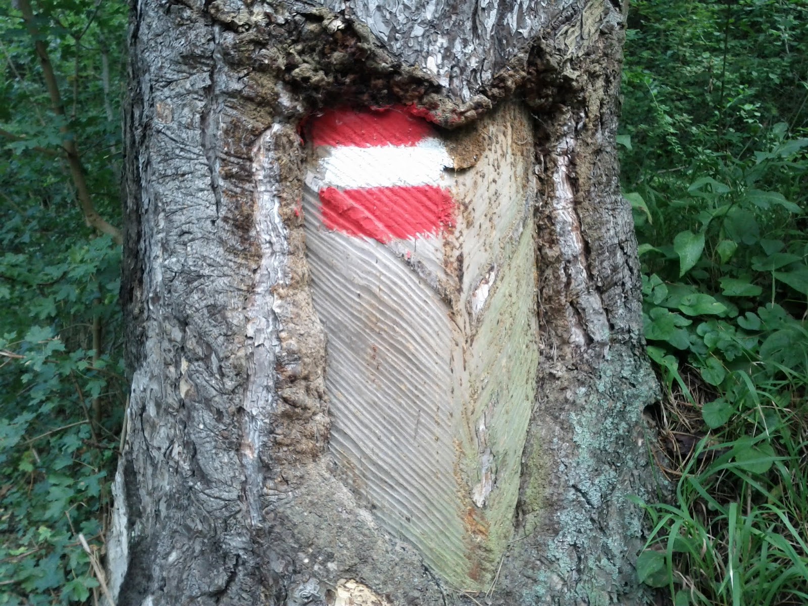 lh5.googleusercontent.com_-mwg5zux7srs_tlnna9vk9oi_aaaaaaaaaow_vvwxbyv_rik_w1600-h1200-no_img_20110828_083922.jpg lh5.googleusercontent.com_-mwg5zux7srs_tlnna9vk9oi_aaaaaaaaaow_vvwxbyv_rik_w1600-h1200-no_img_20110828_083922.jpg