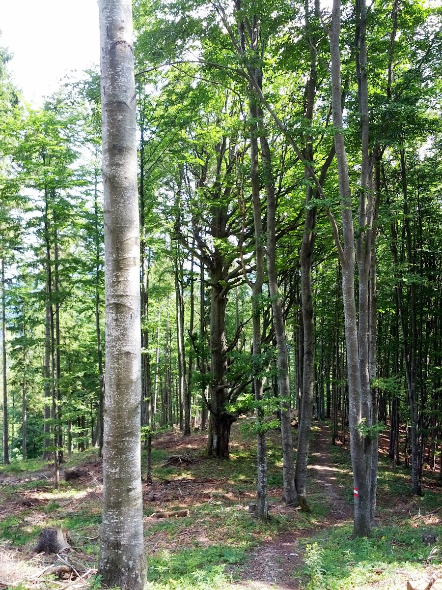 lh5.googleusercontent.com_-pm3l9yiz3_a_ueqxzbmut2i_aaaaaaaaoh4_bzifvajjkuq_w900-h1200-no_img_20130720_105510.jpg lh5.googleusercontent.com_-pm3l9yiz3_a_ueqxzbmut2i_aaaaaaaaoh4_bzifvajjkuq_w900-h1200-no_img_20130720_105510.jpg