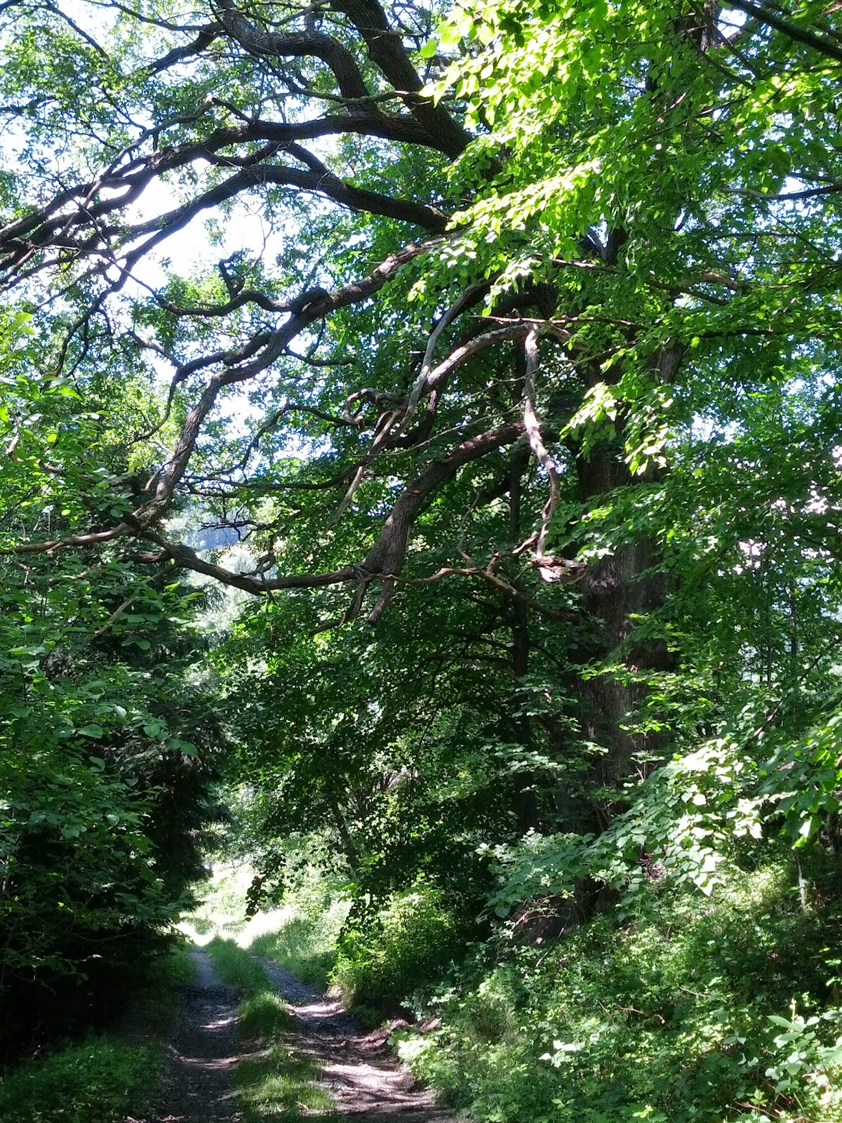 lh6.googleusercontent.com_-irklzstflis_udax5awed2i_aaaaaaaaoie_wnucnucsmsg_w1200-h1600-no_img_20130630_114549.jpg lh6.googleusercontent.com_-irklzstflis_udax5awed2i_aaaaaaaaoie_wnucnucsmsg_w1200-h1600-no_img_20130630_114549.jpg