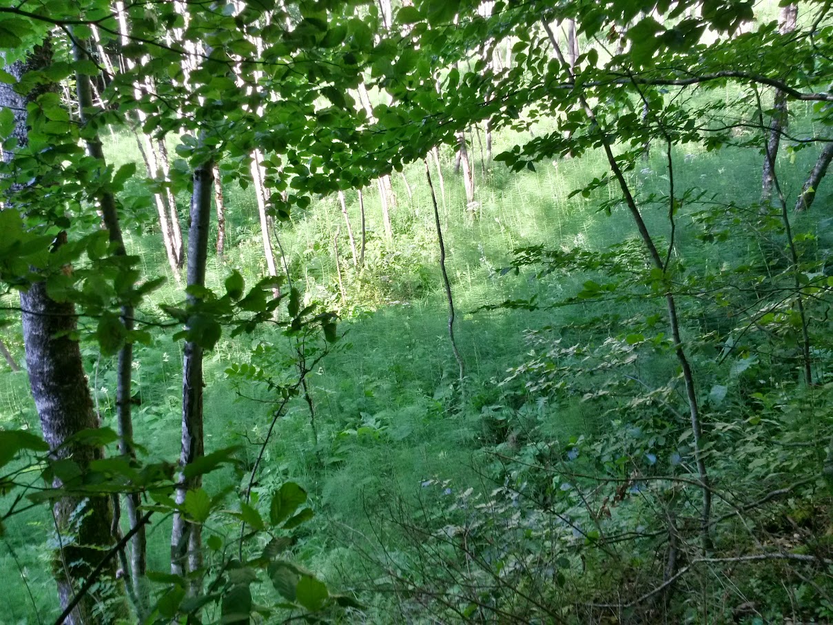 lh6.googleusercontent.com_-fgvggga--h4_vbzesac_b-i_aaaaaaaam9y_pjfuvttkuws_w1209-h907-no_20150801_081656_richtone_2528hdr_2529.jpg lh6.googleusercontent.com_-fgvggga--h4_vbzesac_b-i_aaaaaaaam9y_pjfuvttkuws_w1209-h907-no_20150801_081656_richtone_2528hdr_2529.jpg