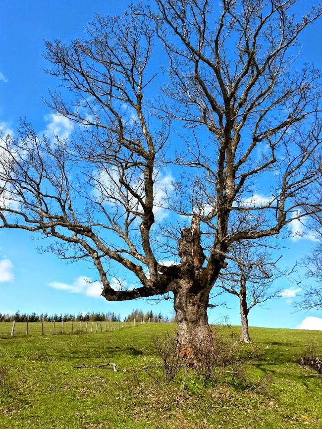 lh3.googleusercontent.com_-no1l9xrxnuo_u1vx2sh4q4i_aaaaaaaaw-s_hvktp2qarcm_w650-h866-no_20140421_110055_richtone_2528hdr_2529.jpg lh3.googleusercontent.com_-no1l9xrxnuo_u1vx2sh4q4i_aaaaaaaaw-s_hvktp2qarcm_w650-h866-no_20140421_110055_richtone_2528hdr_2529.jpg