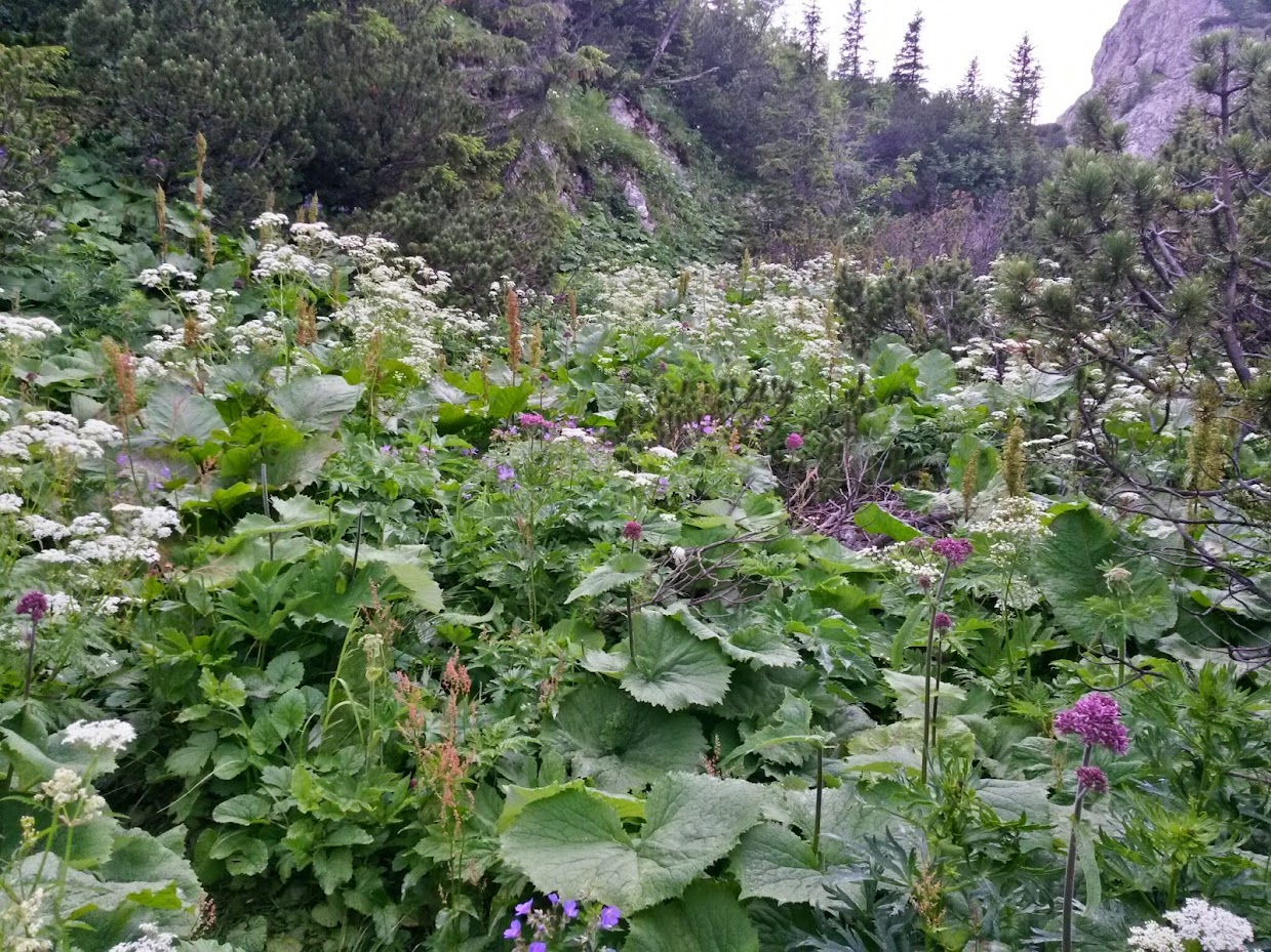 lh6.googleusercontent.com_-jklbga_iflm_u7f9ptlk0vi_aaaaaaaaa9i_unmenehnqfa_w1239-h929-no_20140705_095926_richtone_2528hdr_2529.jpg lh6.googleusercontent.com_-jklbga_iflm_u7f9ptlk0vi_aaaaaaaaa9i_unmenehnqfa_w1239-h929-no_20140705_095926_richtone_2528hdr_2529.jpg