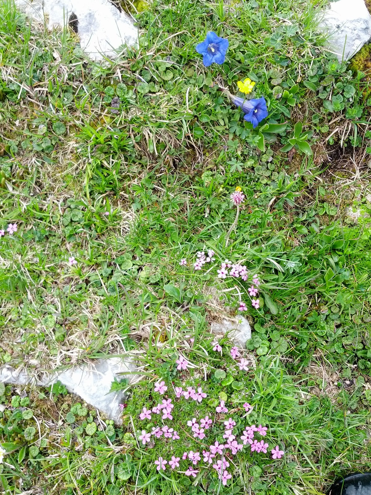 lh5.googleusercontent.com_-49u3n7z9w-8_ubx4ulesoti_aaaaaaaanpe_xqcko3nq4hi_w1200-h1600-no_img_20130615_092621.jpg lh5.googleusercontent.com_-49u3n7z9w-8_ubx4ulesoti_aaaaaaaanpe_xqcko3nq4hi_w1200-h1600-no_img_20130615_092621.jpg