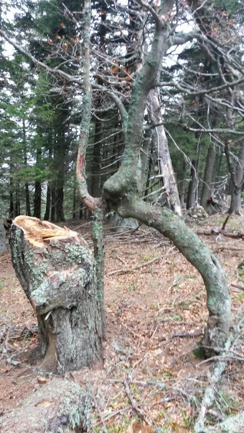 lh4.googleusercontent.com_-nhggo3j5wey_un4ui40yzbi_aaaaaaaasoe_epv2eyvu3se_w487-h866-no_20131109_092629.jpg lh4.googleusercontent.com_-nhggo3j5wey_un4ui40yzbi_aaaaaaaasoe_epv2eyvu3se_w487-h866-no_20131109_092629.jpg