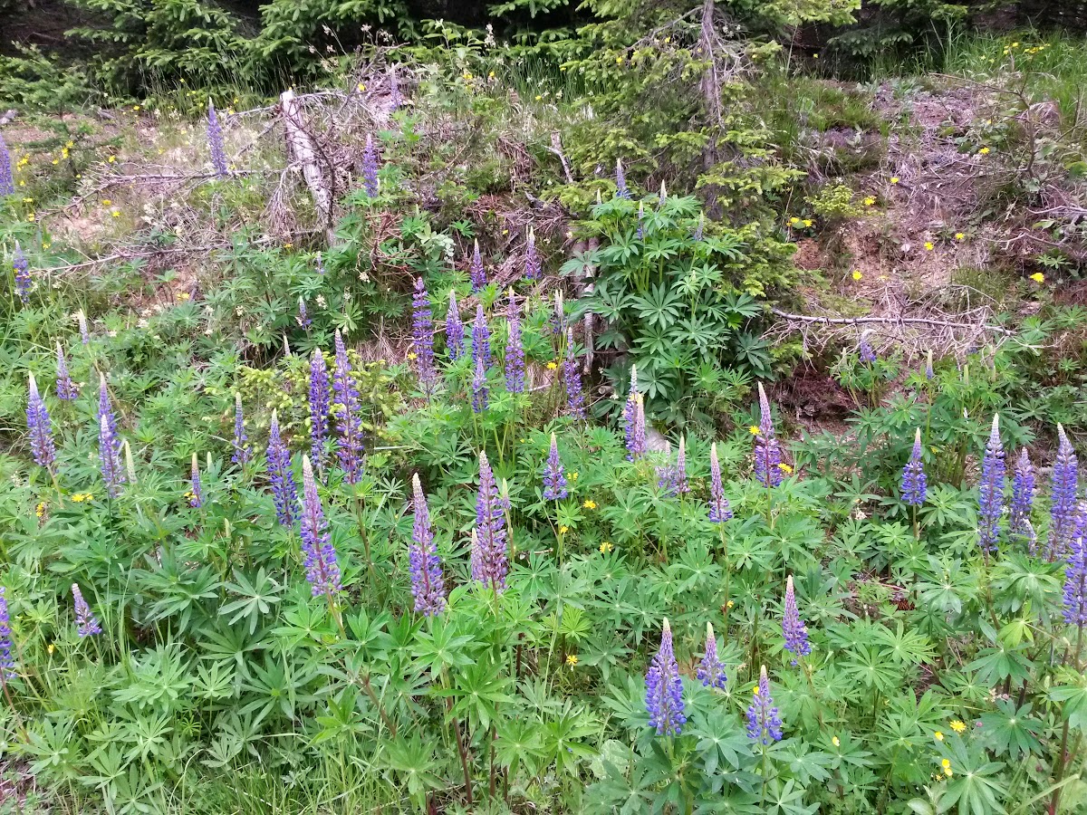 lh3.googleusercontent.com_-l09nqivxql0_vx2k9nayfai_aaaaaaaakvc_wkvrbz5v8mm_w1200-h900-no_20150614_112343_richtone_2528hdr_2529.jpg lh3.googleusercontent.com_-l09nqivxql0_vx2k9nayfai_aaaaaaaakvc_wkvrbz5v8mm_w1200-h900-no_20150614_112343_richtone_2528hdr_2529.jpg