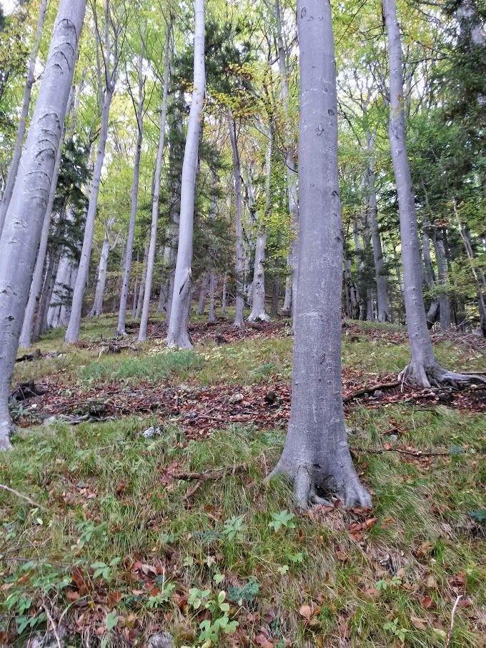 lh6.googleusercontent.com_-2-vyou8xhpk_vija7kd2eii_aaaaaaaaoxk_bi3askq2o28_w680-h907-no_20151017_113314_richtone_2528hdr_2529.jpg lh6.googleusercontent.com_-2-vyou8xhpk_vija7kd2eii_aaaaaaaaoxk_bi3askq2o28_w680-h907-no_20151017_113314_richtone_2528hdr_2529.jpg