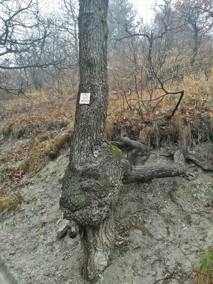 lh5.googleusercontent.com_-q6qxmrcqate_vil3wgwhgui_aaaaaaaafsk_zalfq0lyeyk_w691-h921-no_20141206_092217_richtone_28hdr_29.jpg lh5.googleusercontent.com_-q6qxmrcqate_vil3wgwhgui_aaaaaaaafsk_zalfq0lyeyk_w691-h921-no_20141206_092217_richtone_28hdr_29.jpg