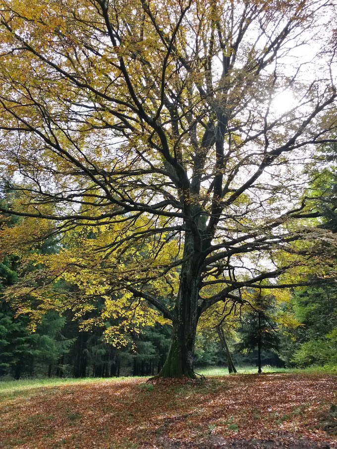 lh4.googleusercontent.com_-mr5jeahxoac_vijbxk-yx6i_aaaaaaaaoya_dhkb1akrfx8_w680-h907-no_20151017_123433_richtone_2528hdr_2529.jpg lh4.googleusercontent.com_-mr5jeahxoac_vijbxk-yx6i_aaaaaaaaoya_dhkb1akrfx8_w680-h907-no_20151017_123433_richtone_2528hdr_2529.jpg