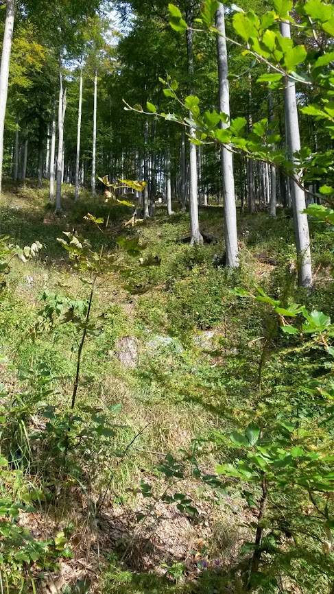 lh3.googleusercontent.com_-q8fvlmxuthm_ulaf6ymncli_aaaaaaaaq6i_qhusyshwemq_w487-h866-no_20131005_134713.jpg lh3.googleusercontent.com_-q8fvlmxuthm_ulaf6ymncli_aaaaaaaaq6i_qhusyshwemq_w487-h866-no_20131005_134713.jpg