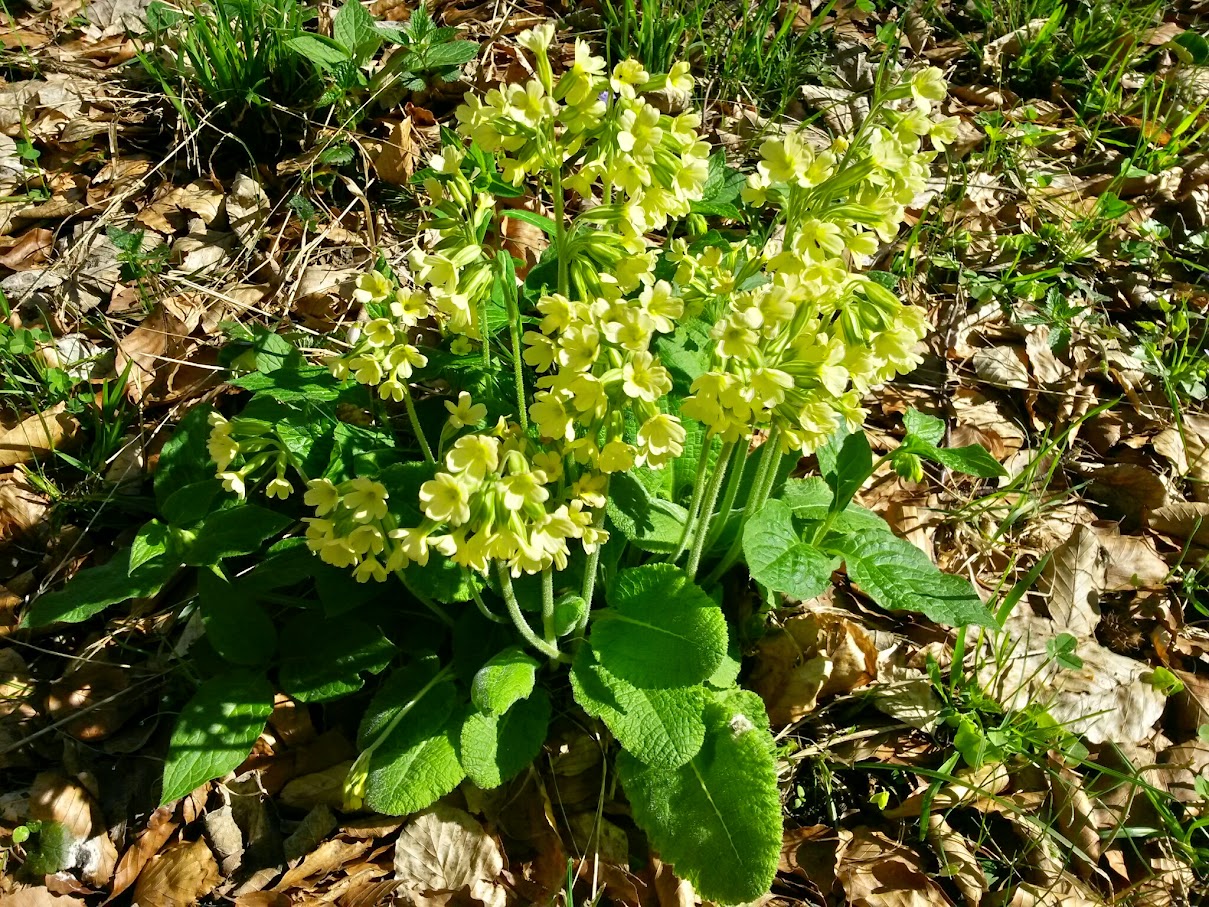 lh6.googleusercontent.com_-lkwcaneq2ao_vtulmvylrhi_aaaaaaaain8_z5bh2xtzk-g_w1209-h907-no_20150425_094414_richtone_28hdr_29.jpg lh6.googleusercontent.com_-lkwcaneq2ao_vtulmvylrhi_aaaaaaaain8_z5bh2xtzk-g_w1209-h907-no_20150425_094414_richtone_28hdr_29.jpg