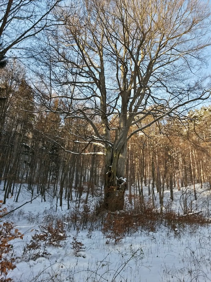 lh3.googleusercontent.com_-wirgsppeod8_vkquy7a0t5i_aaaaaaaagnc_6pqxkzh8k18_w691-h921-no_20141231_132158_richtone_28hdr_29.jpg lh3.googleusercontent.com_-wirgsppeod8_vkquy7a0t5i_aaaaaaaagnc_6pqxkzh8k18_w691-h921-no_20141231_132158_richtone_28hdr_29.jpg