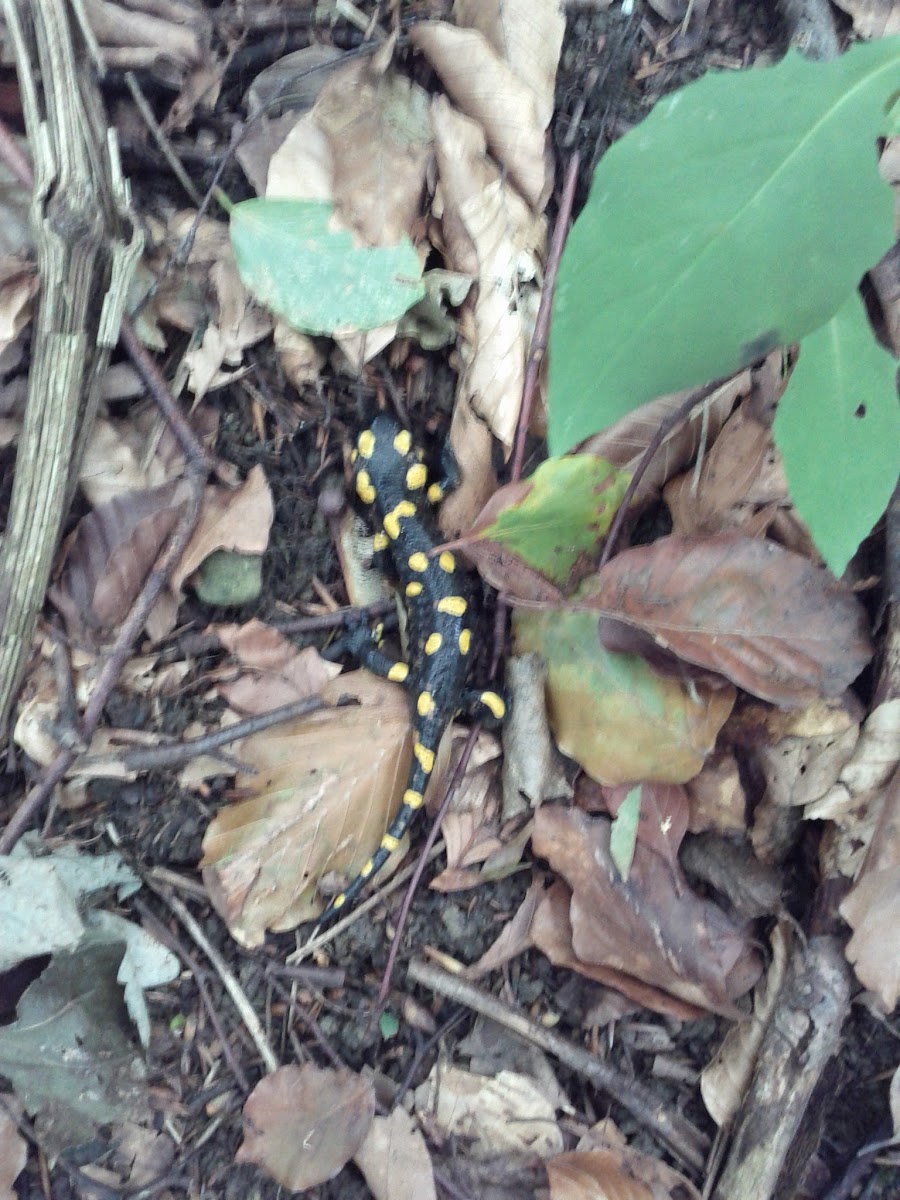 lh6.googleusercontent.com_-4rj3ugao010_tnr0bhetbci_aaaaaaaaahs_cndgecp4yl0_w900-h1200-no_img_20110922_103947.jpg lh6.googleusercontent.com_-4rj3ugao010_tnr0bhetbci_aaaaaaaaahs_cndgecp4yl0_w900-h1200-no_img_20110922_103947.jpg