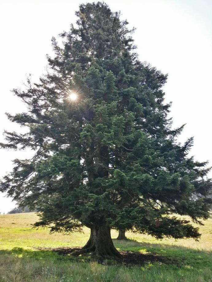 lh6.googleusercontent.com_-c3cyptf3maa_u9zyiupcbki_aaaaaaaabgq_tsiofjkvggm_w691-h921-no_20140802_092015_richtone_28hdr_29.jpg lh6.googleusercontent.com_-c3cyptf3maa_u9zyiupcbki_aaaaaaaabgq_tsiofjkvggm_w691-h921-no_20140802_092015_richtone_28hdr_29.jpg