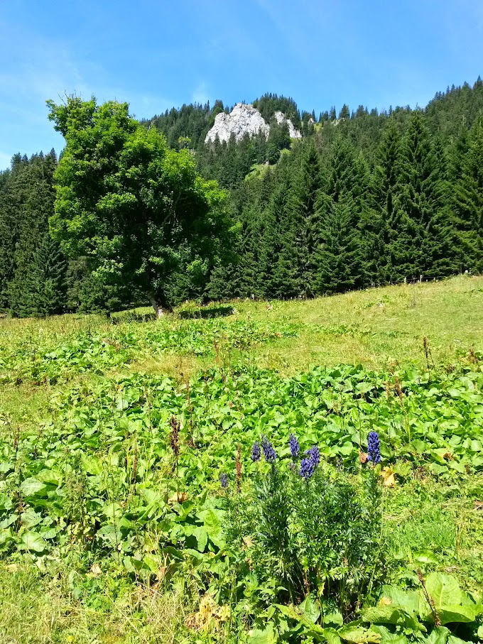 lh4.googleusercontent.com_-q3hejdzt3eq_vbzforrmtei_aaaaaaaam-s_lf9ecrxxy-u_w680-h907-no_20150801_113832_richtone_2528hdr_2529.jpg lh4.googleusercontent.com_-q3hejdzt3eq_vbzforrmtei_aaaaaaaam-s_lf9ecrxxy-u_w680-h907-no_20150801_113832_richtone_2528hdr_2529.jpg