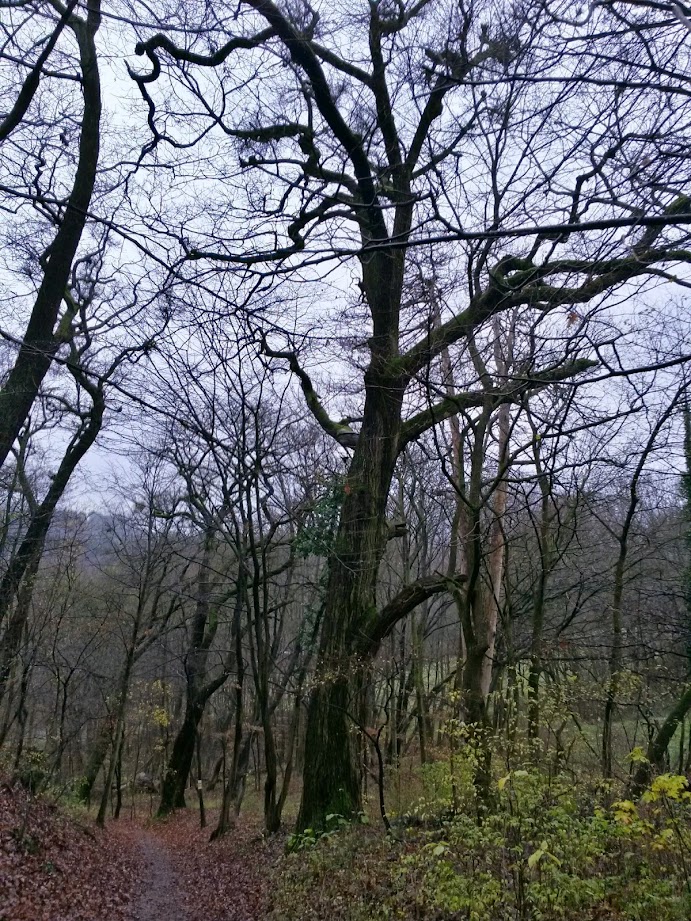 lh4.googleusercontent.com_-ygm457_lwtc_vil4wwclvmi_aaaaaaaafwu_dn8rqoz9gbc_w691-h921-no_20141206_123016_richtone_28hdr_29.jpg lh4.googleusercontent.com_-ygm457_lwtc_vil4wwclvmi_aaaaaaaafwu_dn8rqoz9gbc_w691-h921-no_20141206_123016_richtone_28hdr_29.jpg